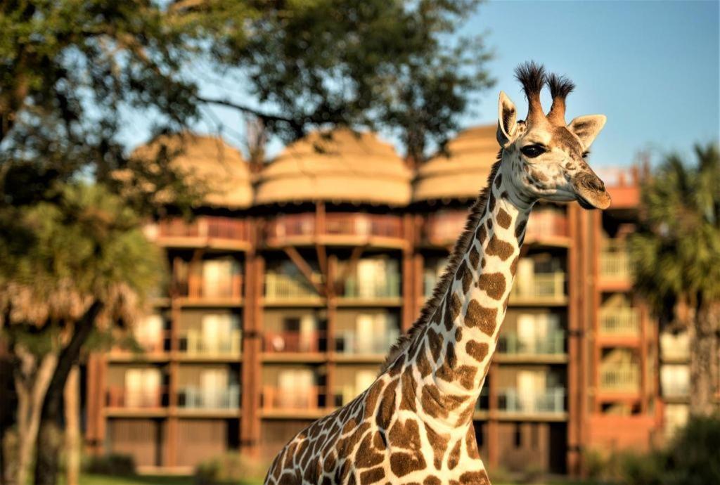 Disney'S Animal Kingdom Lodge Four Corners Εξωτερικό φωτογραφία